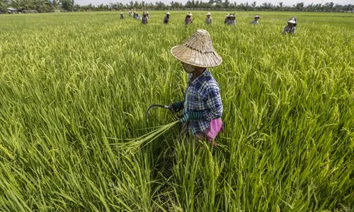 Sản xuất lúa gạo ở Myanmar. Ảnh: IC Sản xuất lúa gạo ở Myanmar. Ảnh: IC