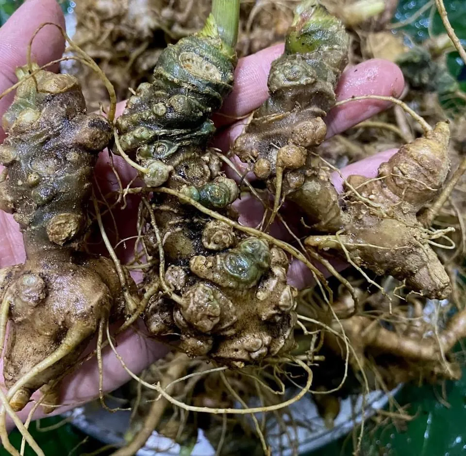 Sâm Lai Châu được rao bán tràn ngập trên Facebook nhưng nhiều người nghi ngờ là sâm nhập lậu từ Trung Quốc