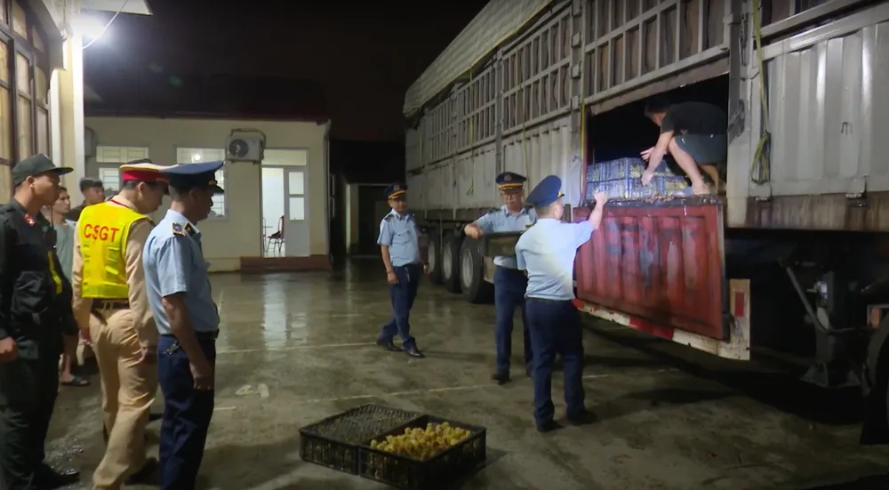 Lực lượng chức năng ngăn chặn gia cầm lậu. Ảnh: MINH PHÚC