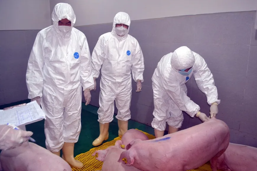 Thử nghiệm tiêm vaccine dịch tả heo châu Phi