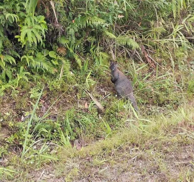 Chuột túi xuất hiện tại Cao Bằng được người dân chụp được
