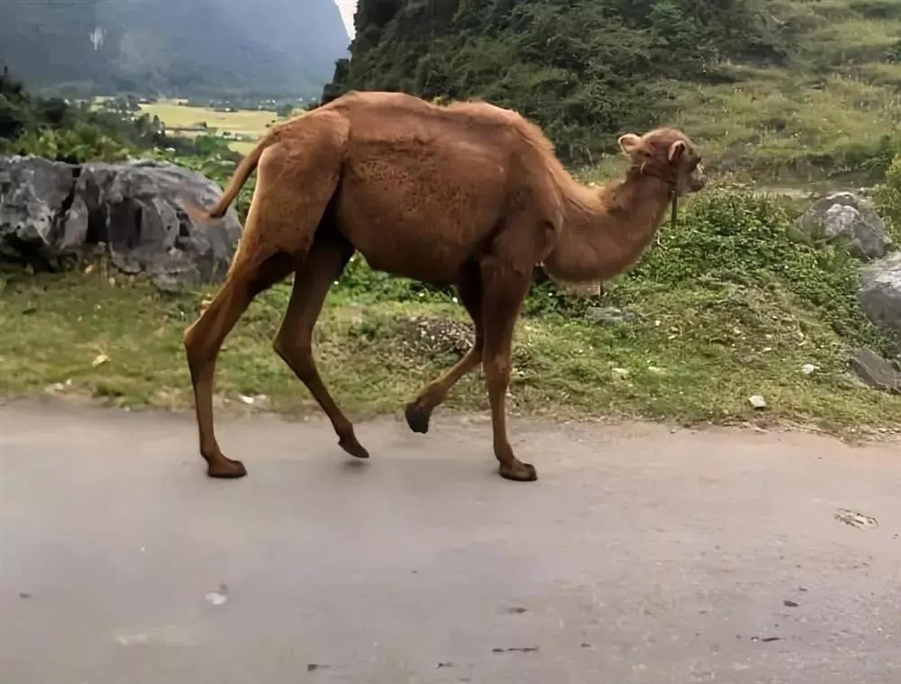 Nhiều người đang tò mò nguồn gốc 2 con lạc đà