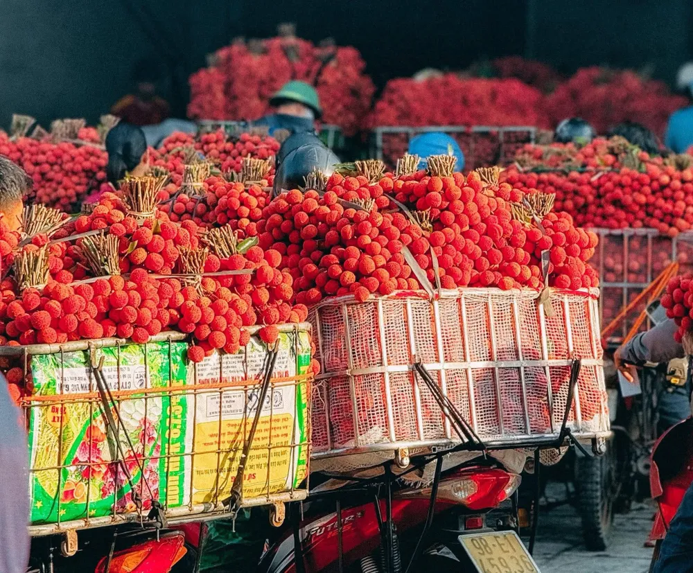 Chợ bán buôn vải thiều năm 2025 tại huyện Lục Ngạn (tỉnh Bắc Giang). Ảnh: CTV