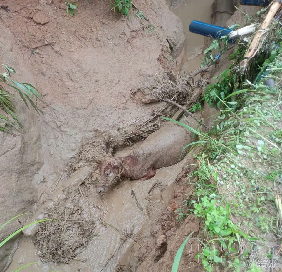 Trâu của người dân ở xã Tìa Dình (tỉnh Điện Biên) bị lũ cuốn ngày 27-7. Ảnh theo Báo Điện Biên Phủ