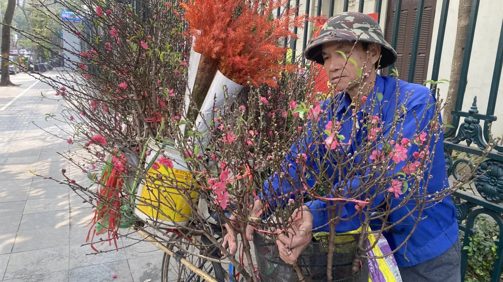 Người dân ở Hà Nội chở hoa đào tết vào bán ở phố Hàm Long (Hà Nội). Ảnh: PHÚC HẬU