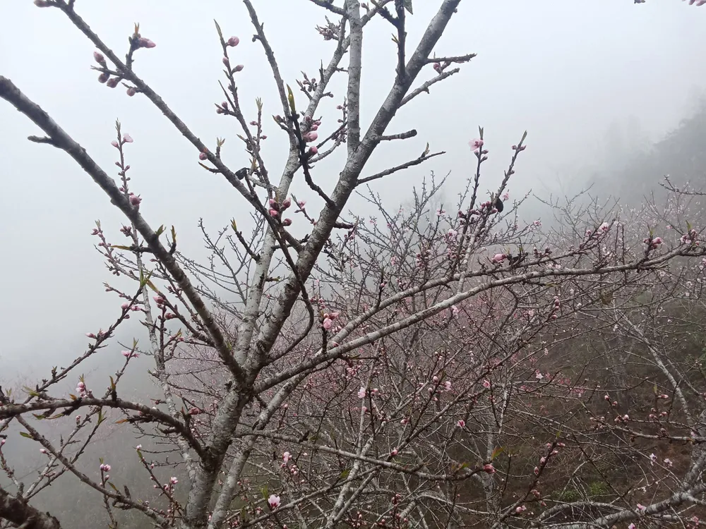 Không khí lạnh đã ảnh hưởng đến Bắc bộ trong dịp Tết Bính Ngọ 2026