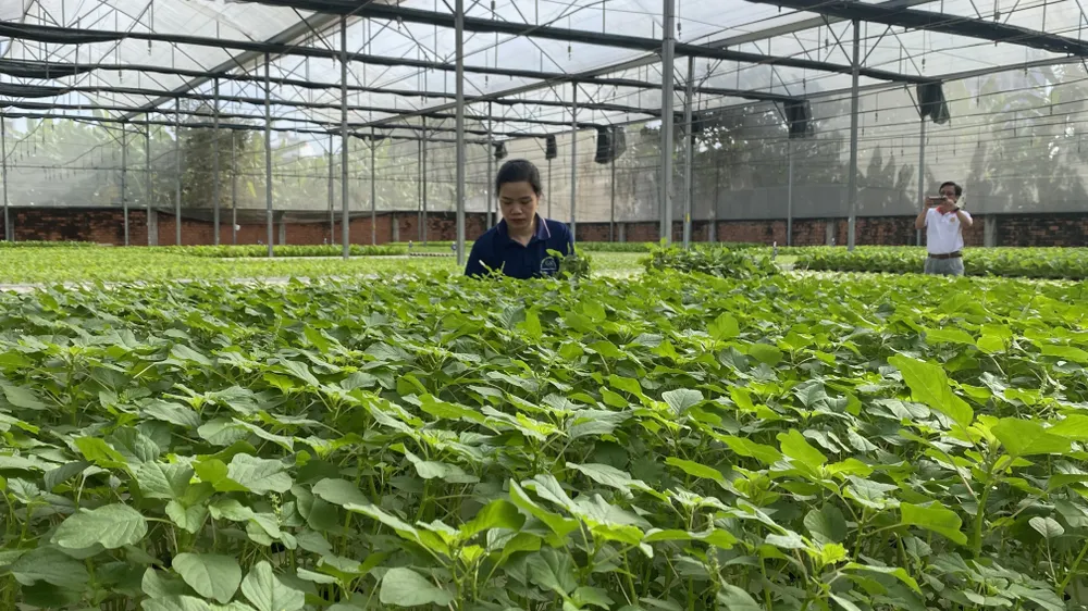 Sản xuất rau sạch (thủy canh) tại HTX Nông nghiệp Tuấn Ngọc (phường Long Trường, TPHCM). Ảnh: PHÚC HẬU