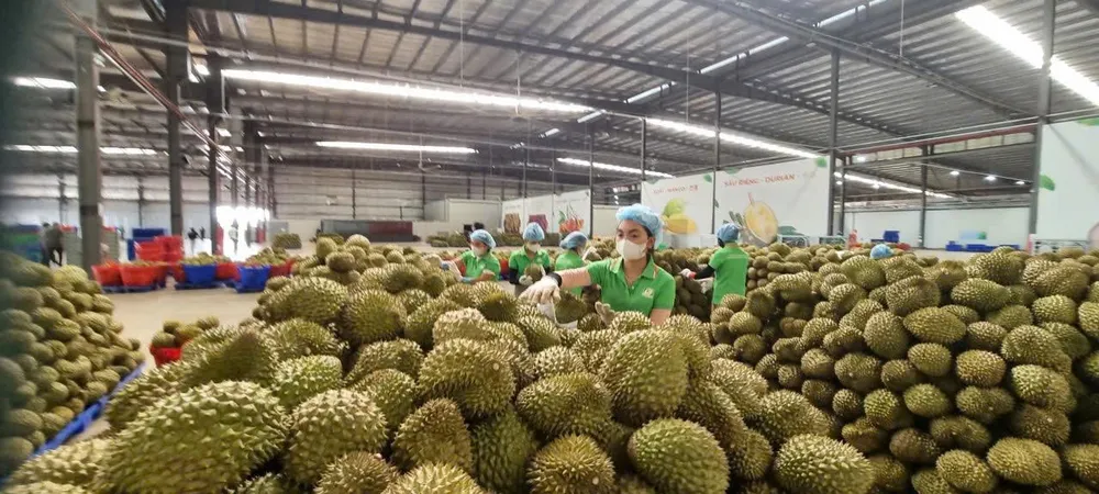 Thu gom sầu riêng xuất khẩu tại tỉnh Đắk Lắk. Ảnh: VĂN GIANG