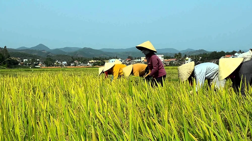 Bộ Nông nghiệp và Môi trường đề xuất nâng ngưỡng thu nhập xác định hộ nông dân có mức sống trung bình, mở rộng diện được hỗ trợ đóng bảo hiểm y tế. Ảnh minh họa: PHÚC HẬU