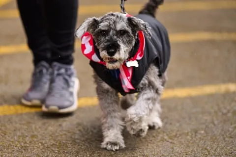 Một chú chó đeo khăn quàng cổ FC United trong sân. Ảnh: Christopher Thomond/The Observer