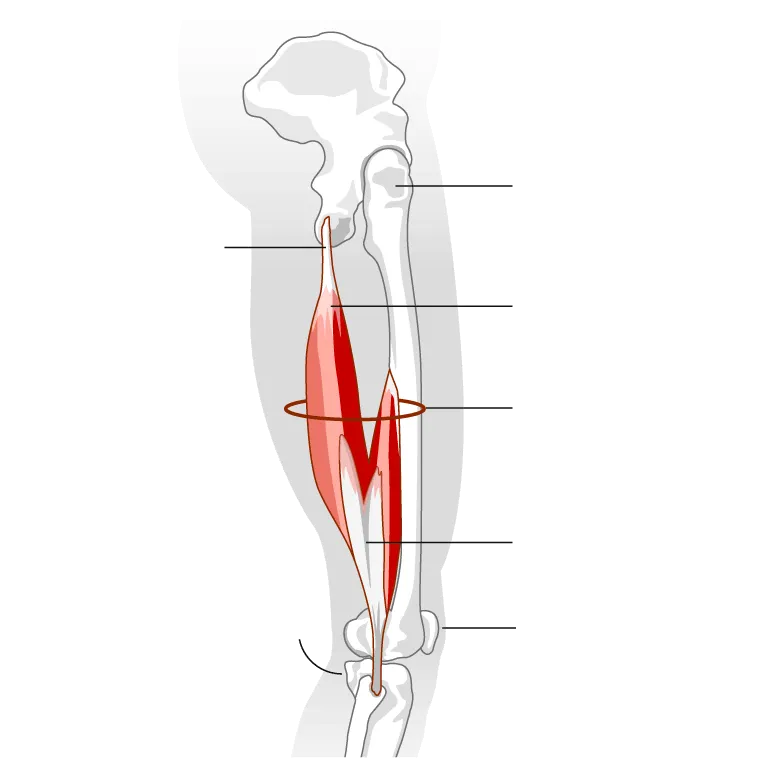 Hamstring-imjury-supporting_380.png