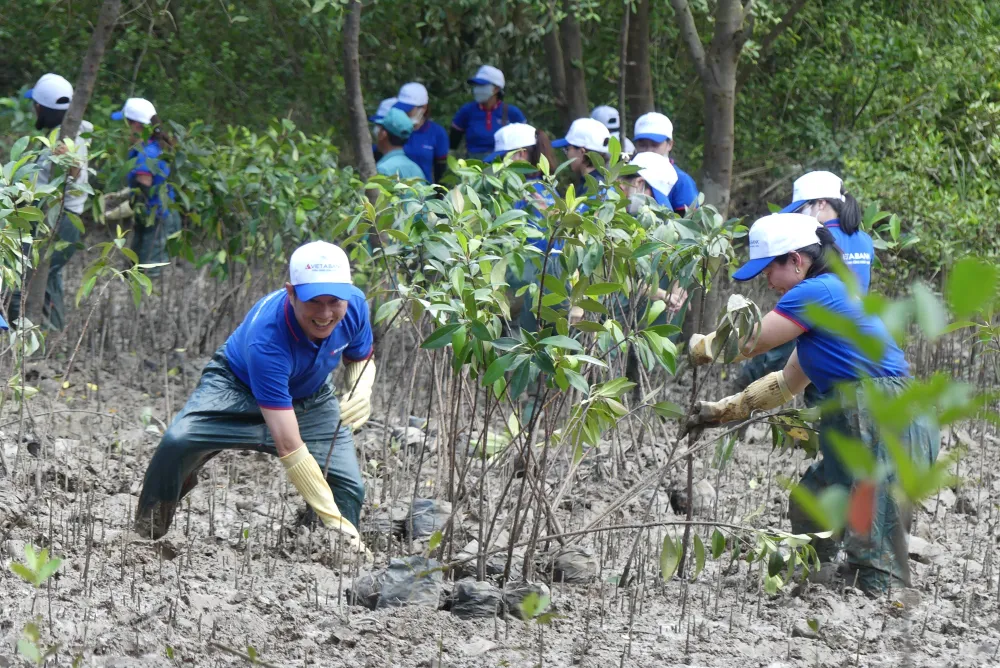 CBCNV VietABank trồng cây tại vực trồng rừng của bến đò Tam Thôn Hiệp CBCNV VietABank trồng cây tại vực trồng rừng của bến đò Tam Thôn Hiệp