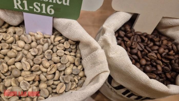  咖啡价格虽在下跌，但尚不值得担忧。 