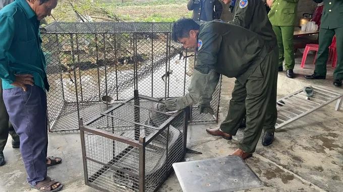 蟒蛇个体获移交给职能机关，以便放归自然。