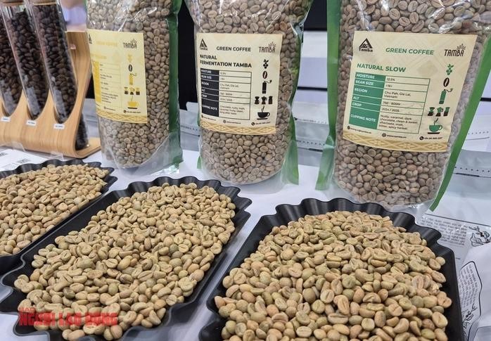 越南进入咖啡采收旺季，价格正大幅下降。 