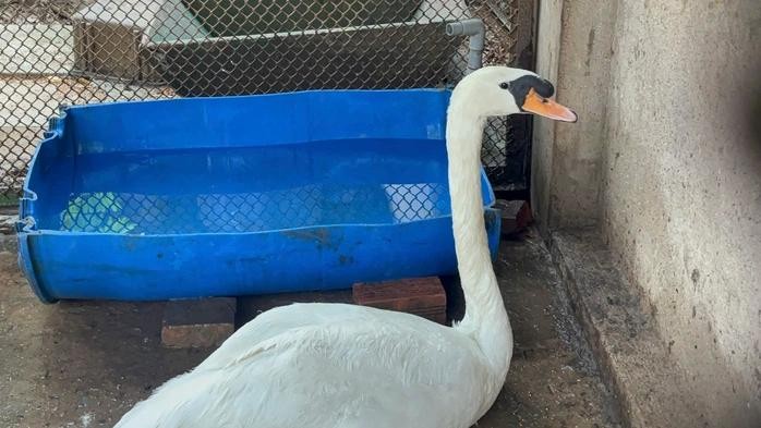 获救的白天鹅目前正在草禽园隔离。