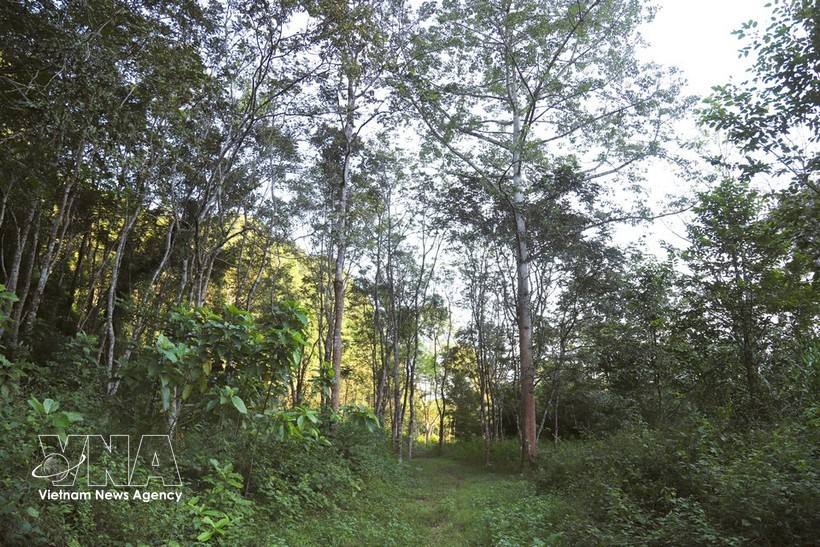 浦活外围植物园。 