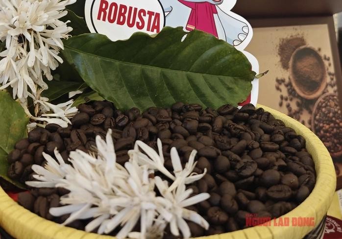 罗布斯塔昨夜大幅上涨。