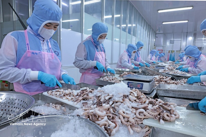 安江省辉南公司工人们正在对出口日本市场的章鱼进行加工。