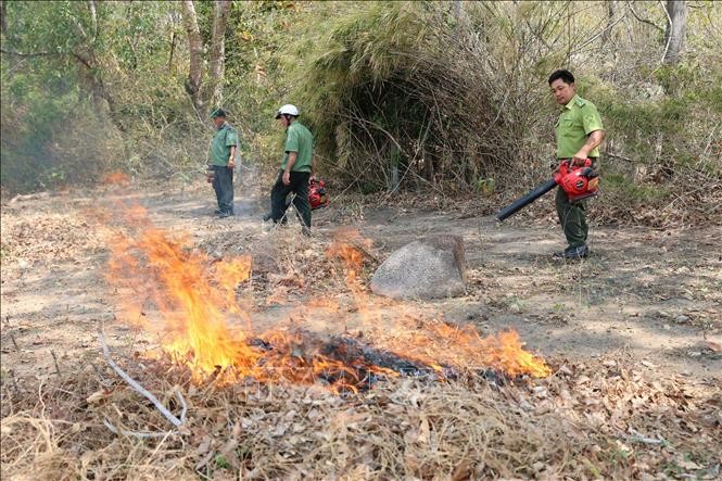 防护林管理、林检力量在隆海乡明淡山地区清理和焚烧野草，以主动防范旱季森林火灾。