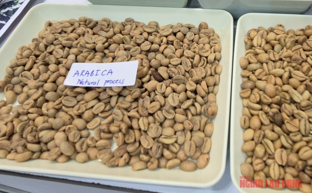 越南阿拉比卡咖啡。