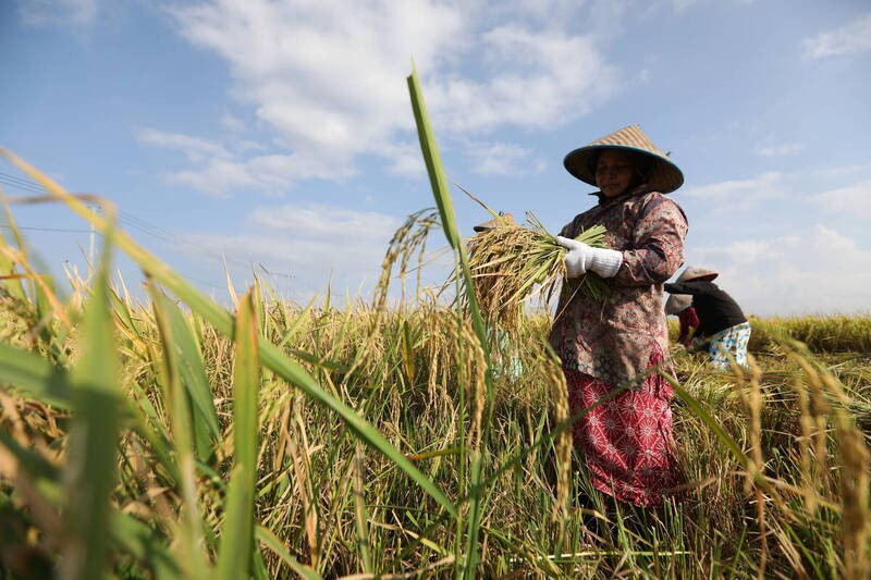美以伊战事致化肥涨价，东南亚水稻种植遭重创