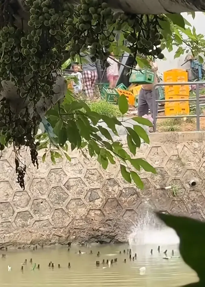 N.Q.C将啤酒瓶倾倒至格万河。