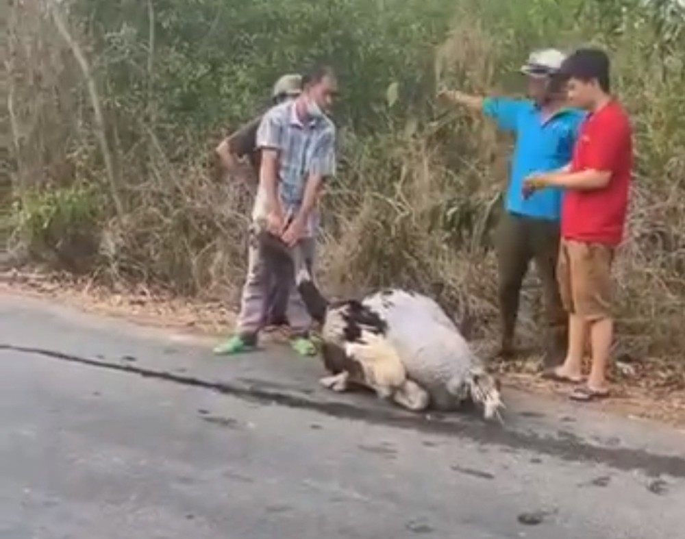 一只掉落在路面并已死亡的鸵鸟。