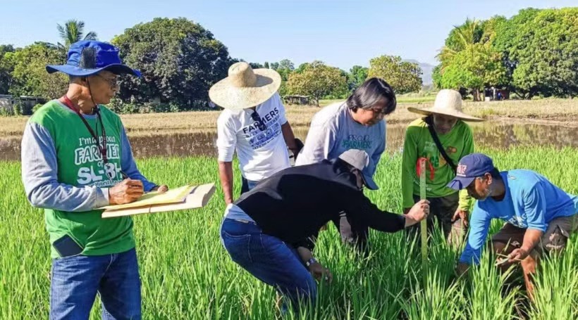 菲律宾专家研究提高水稻生产效率。图片来源：PIA.GOV.PH 