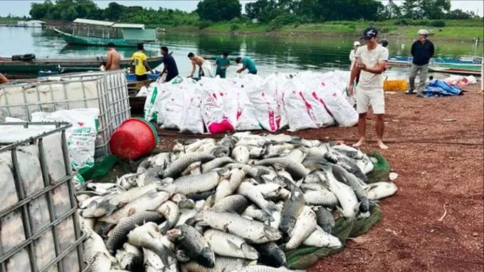 治安湖养鱼死亡后得到打捞上岸。