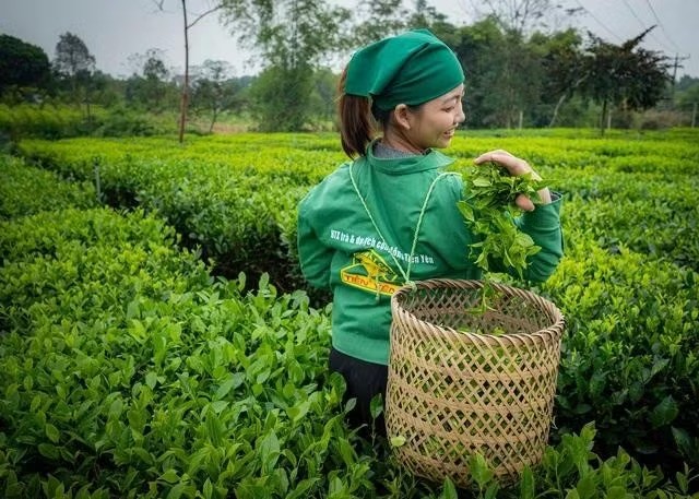 16c-rat-nen-co-trong-ngan-hang-cau-chuyen-nguoi-nong-dan-va-viet-nam-xanhanh-le-huy-1780405467379942243296.jpeg