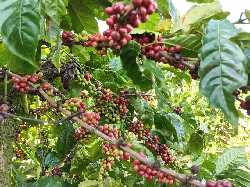林同省目前获得可持续生产认证咖啡种植面积12万公顷。图自越通社 