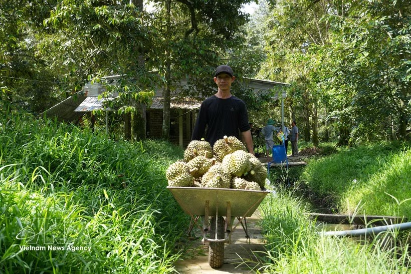 越南榴莲受中国消费者欢迎。