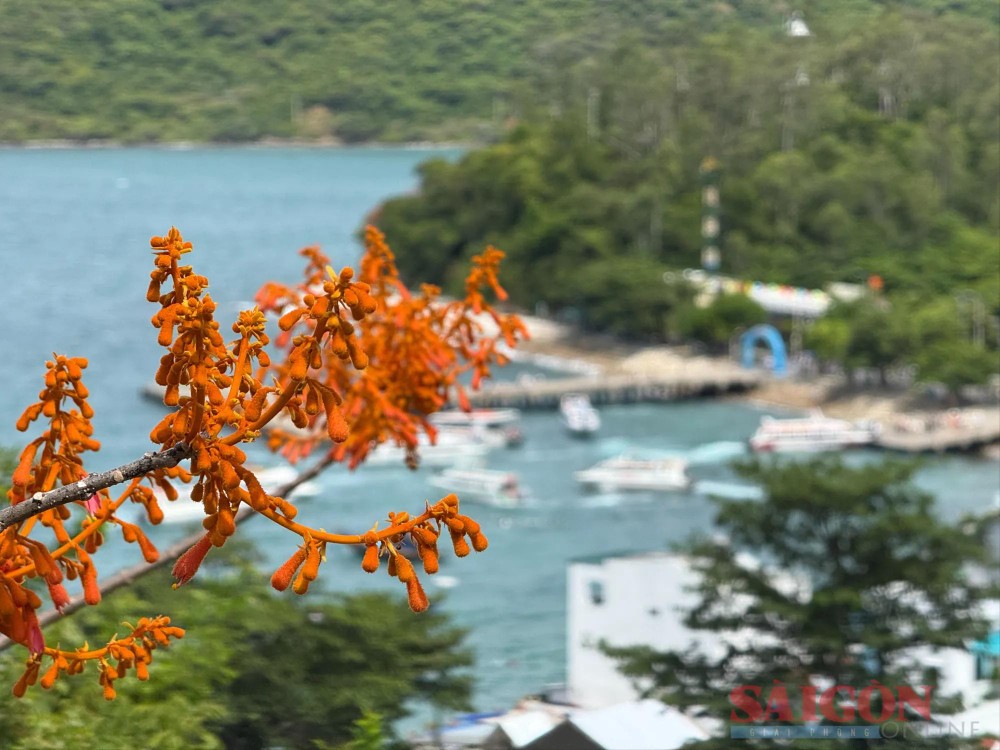 梧桐花从7月中旬开始进入盛花期。