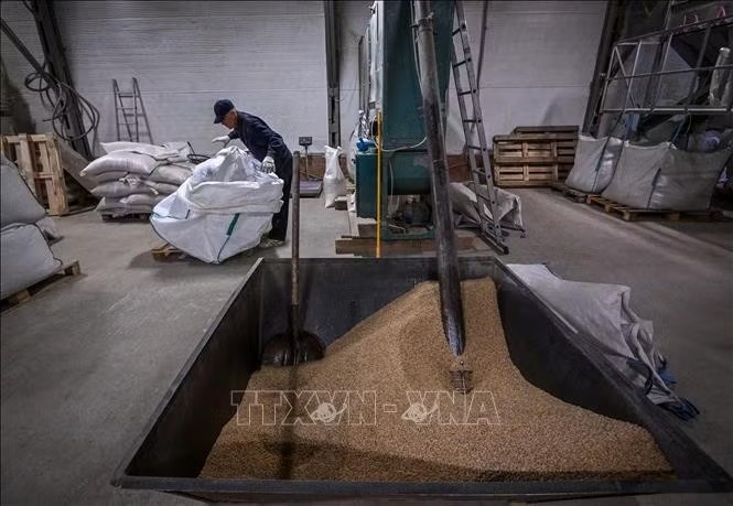 俄罗斯图拉州哈特马诺沃村一家工厂的工人处理谷物。图：AFP/越通社