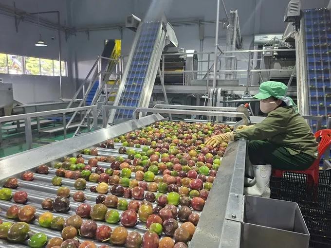 林同省一家出口百香果加工厂。图：德忠