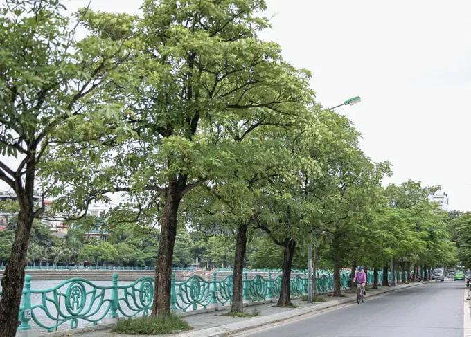 河内一条道路上的糖胶树。图：英武