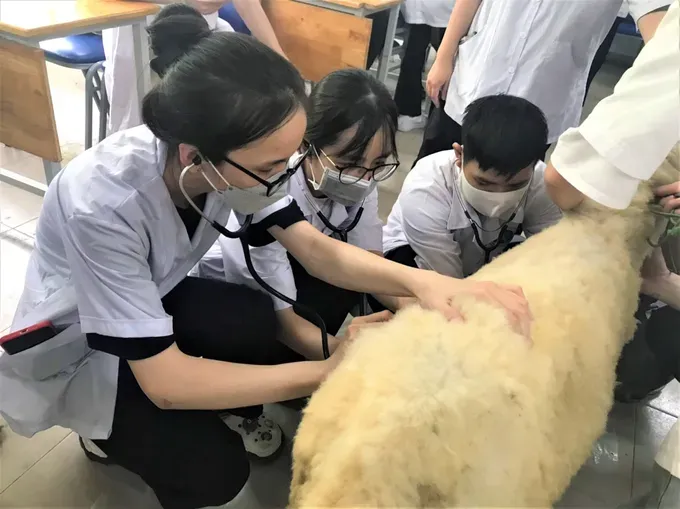 Sinh viên ngành Thú y Trường ĐH Nông Lâm TPHCM thực hành kiểm tra sức khỏe cho cừu - Ảnh: THANH HÙNG