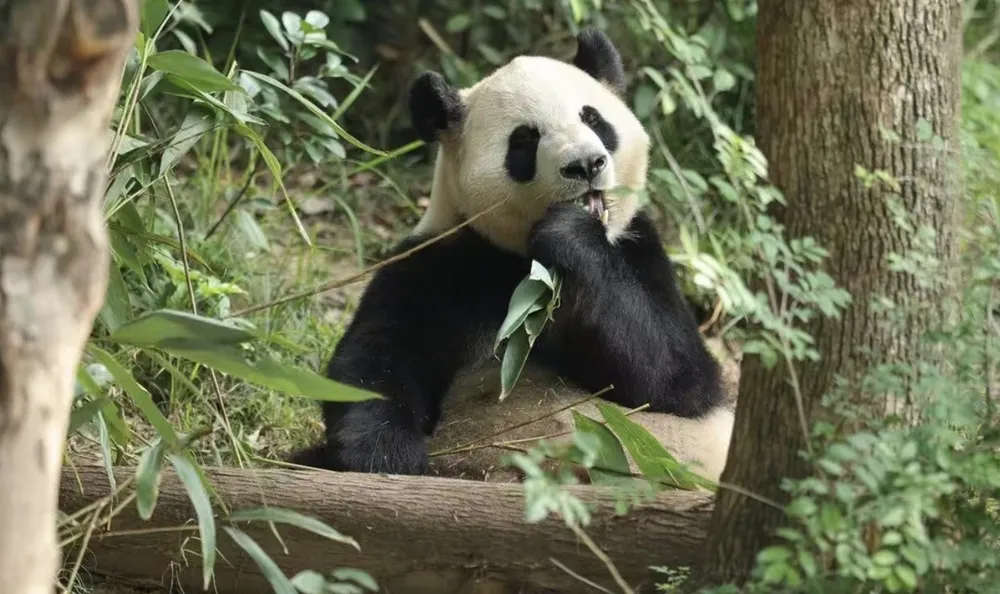 Gấu trúc Bình Bình. Ảnh: GLOBAL TIMES