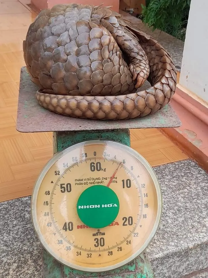 Con tê tê quý hiếm được bàn giao cho Hạt Kiểm lâm huyện Lộc Ninh Con tê tê quý hiếm được bàn giao cho Hạt Kiểm lâm huyện Lộc Ninh