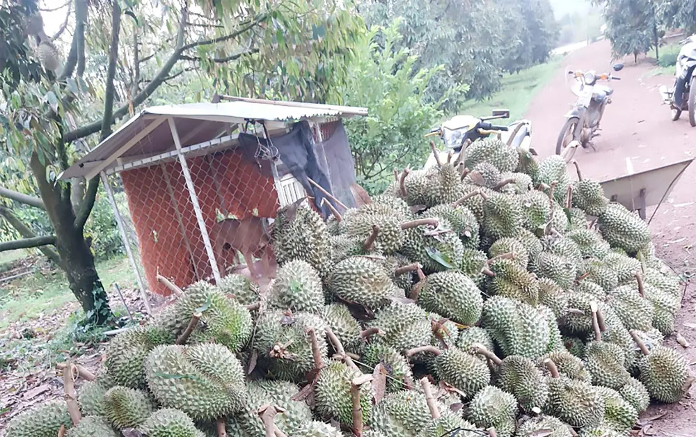 Nhiều diện tích sầu riêng chuẩn bị cho thu hoạch bị rụng trái