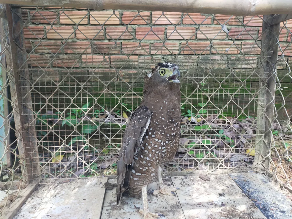 Con chim diều hoa Miến Điện đang được chăm sóc ở Hạt Kiểm lâm huyện Đồng Phú thuộc nhóm nguy cấp, quý, hiếm cần được bảo tồn