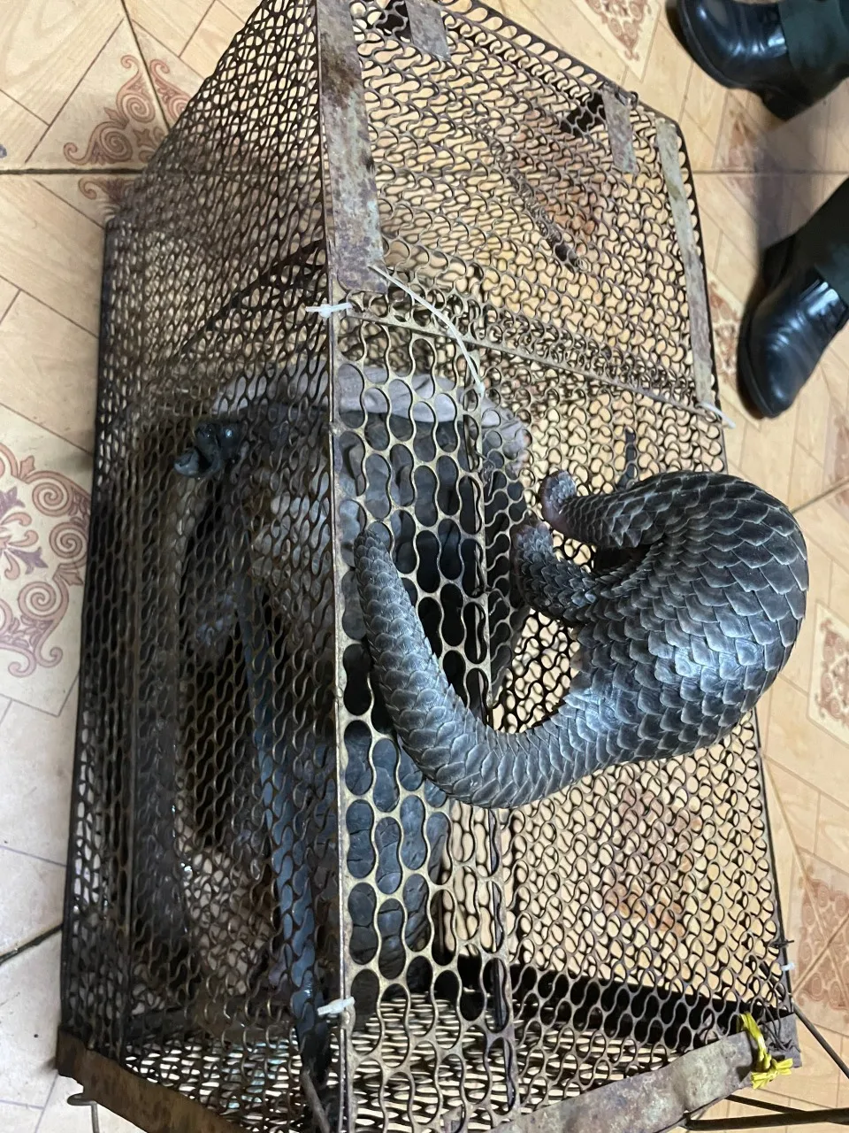 2 mẹ con tê tê lúc bàn giao cho cơ quan chức năng