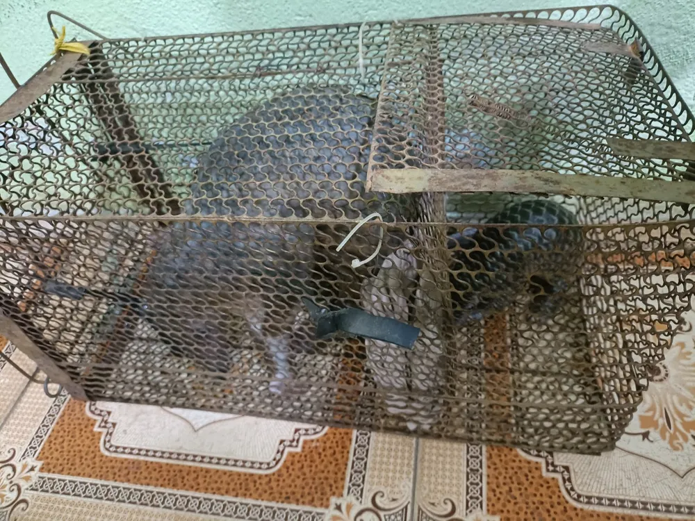 2 mẹ con tê tê được bàn giao cho cơ quan chức năng