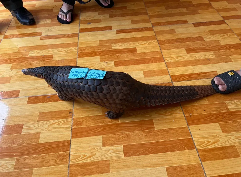 Con tê tê nặng 6,8kg bị bắt giữ Con tê tê nặng 6,8kg bị bắt giữ