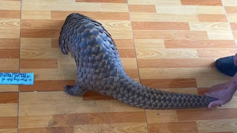 Con tê tê đang mang đi bán thì bị bắt quả tang Con tê tê đang mang đi bán thì bị bắt quả tang