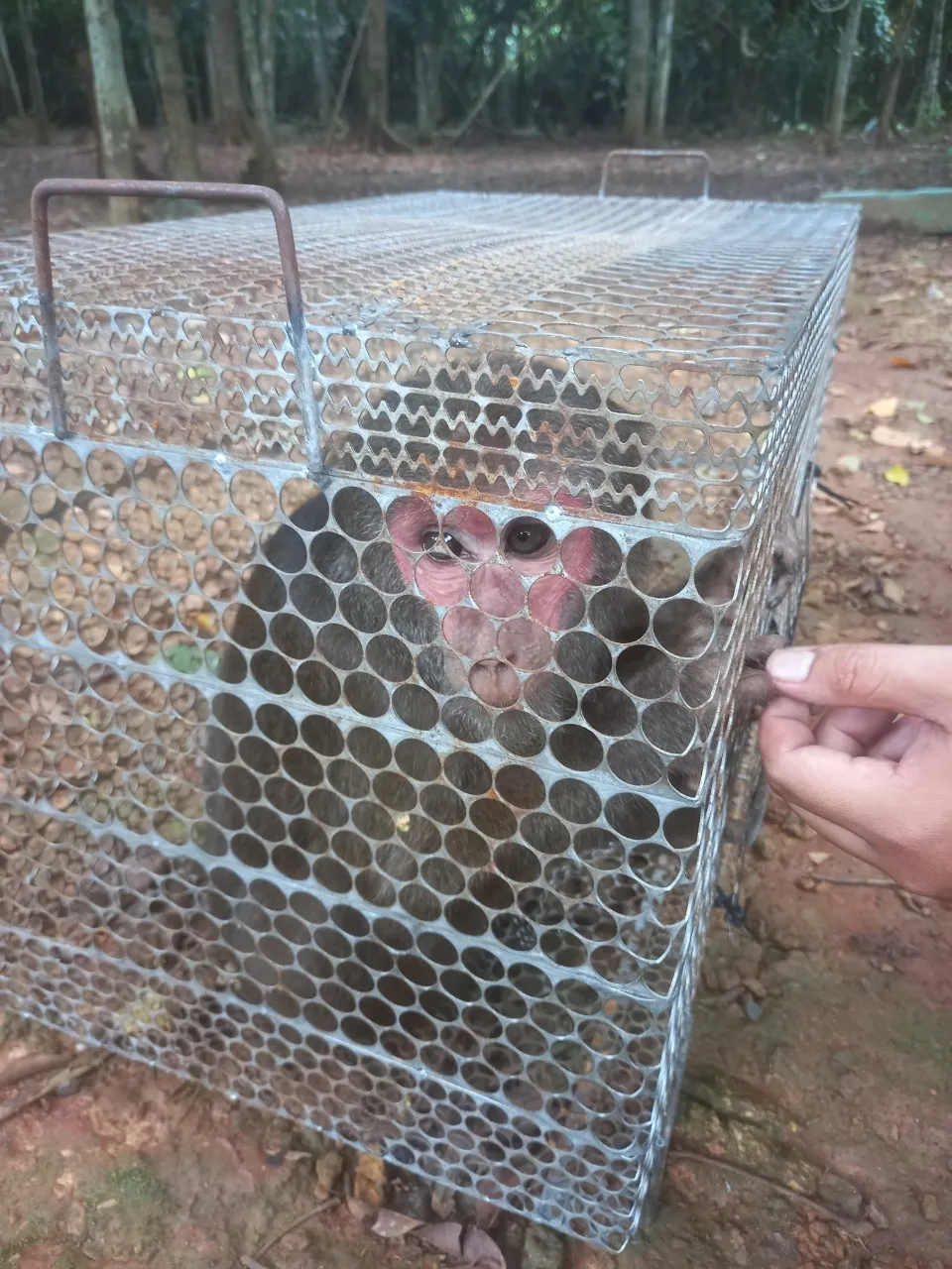 Con khỉ mặt đỏ chuẩn bị được thả về rừng tự nhiên