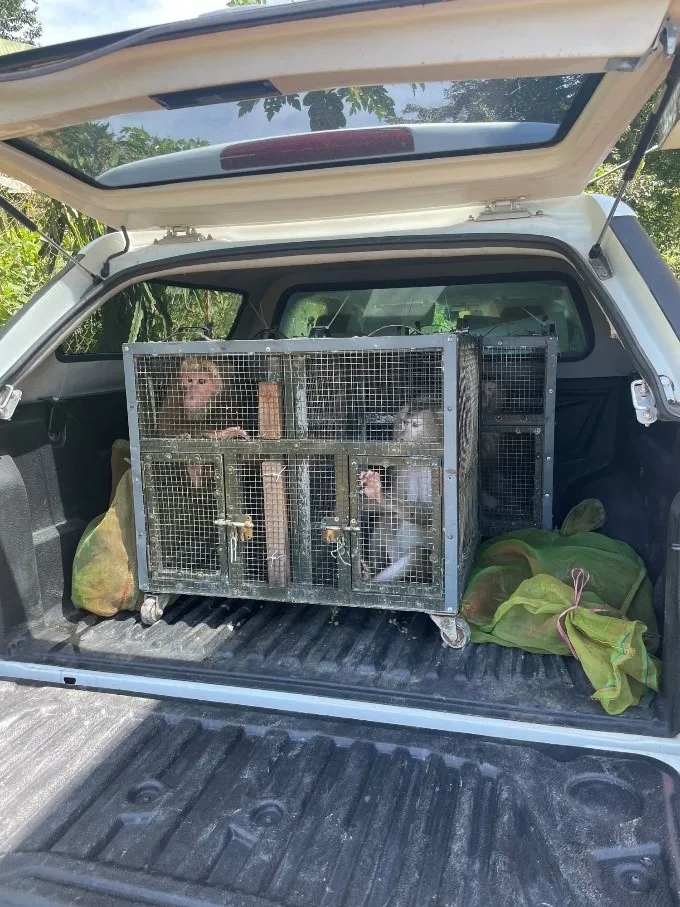 Các con thú hoang dã được vận chuyển tới Vườn quốc gia Bù Gia Mập để thả về rừng tự nhiên