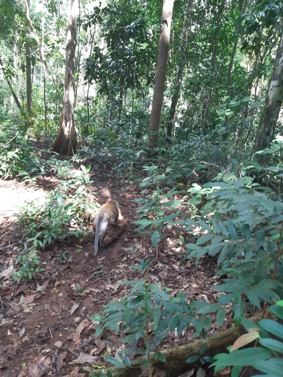Khỉ đuôi dài được tái thả về rừng tự nhiên thuộc lâm phần Vườn quốc gia Bù Gia Mập