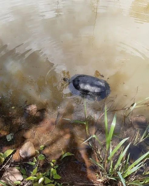 Cá thể rùa răng được tái thả về rừng tự nhiên thuộc lâm phần Vườn quốc gia Bù Gia Mập